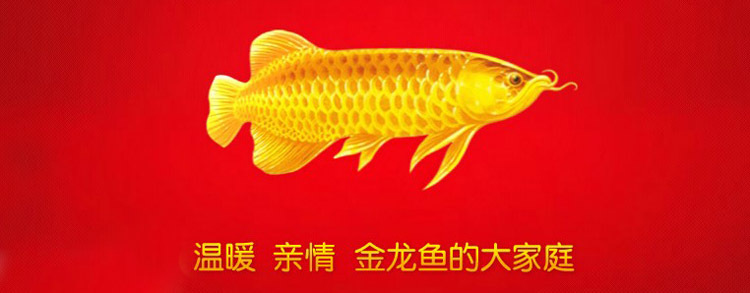 金龍魚精煉一級菜籽油5L 廠家直銷 百分百正品保證