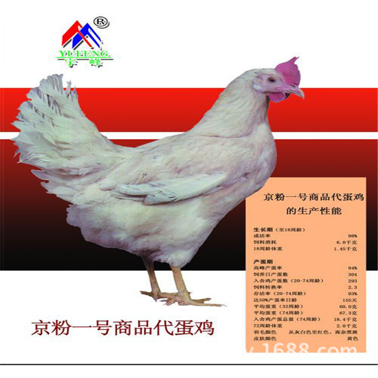 直销京粉一号青年鸡 销售优质京粉一号青年鸡