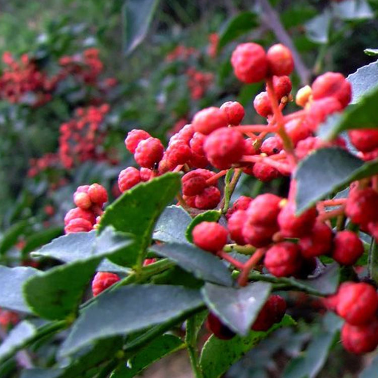 果树-基地特价大量批发:最新品种 果苗 南方水