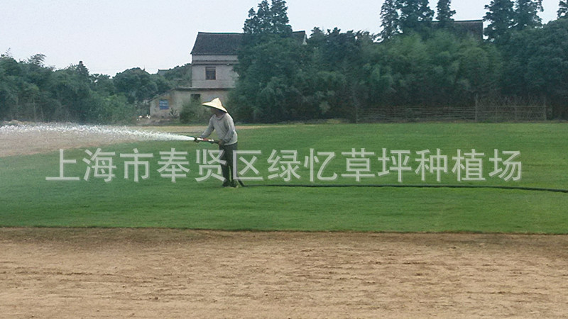 上海市奉贤区绿忆草坪种植场