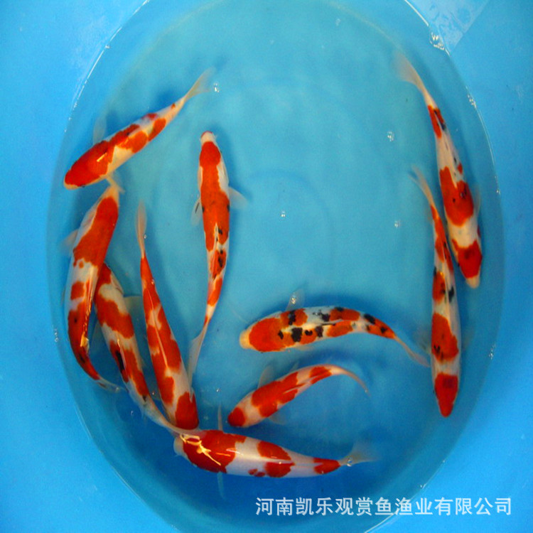 红白昭和锦鲤鱼苗