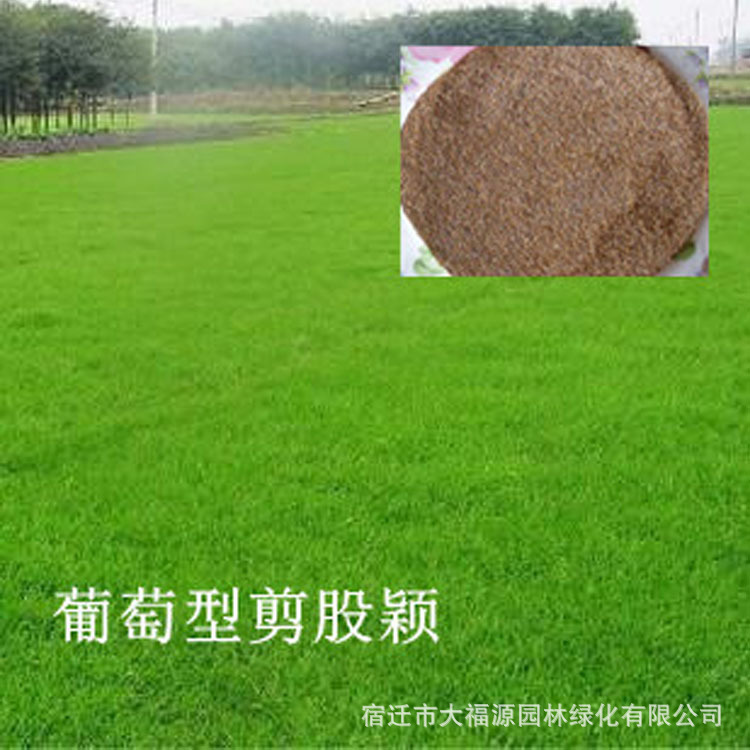 苗、种子、种球-【大福源园林】批发剪股颖草