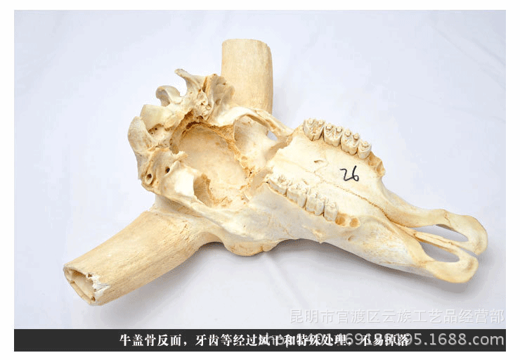 厂家供货 云南真品纯天然水牛头骨工艺品标本 酒吧饭店壁挂装饰
