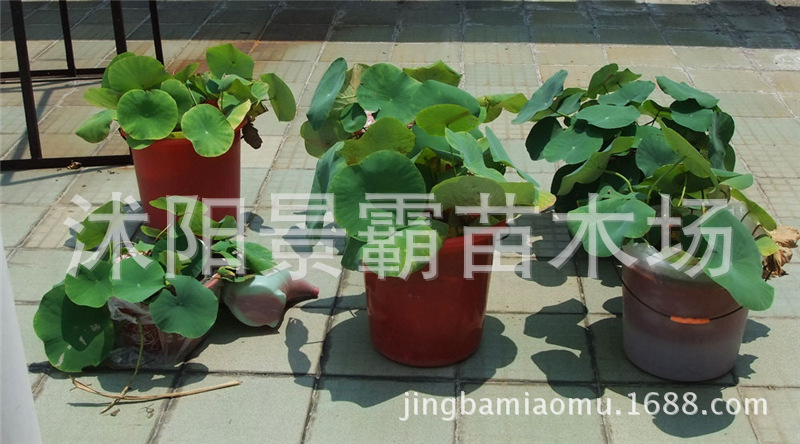 种植示意图