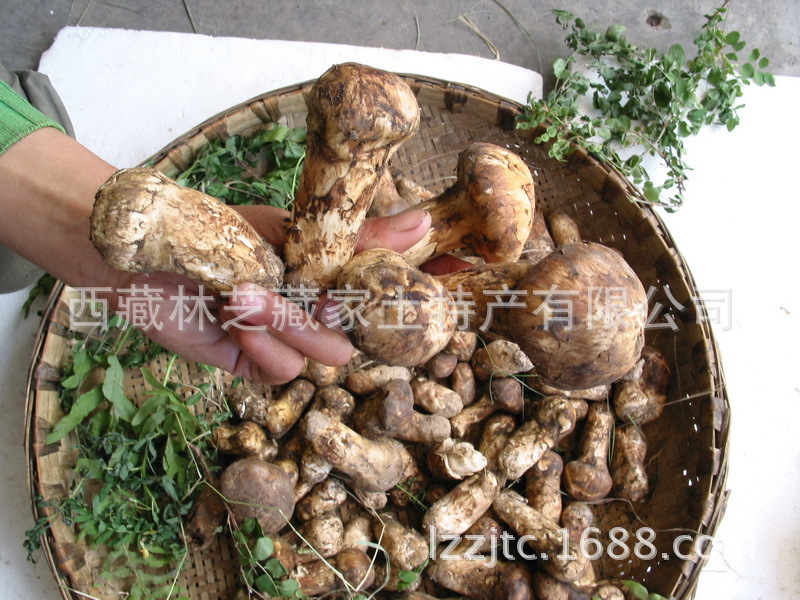 其他食用菌-2014年林芝新鲜松茸原产地牧民手