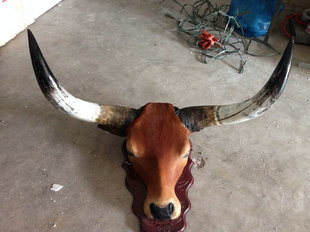 【东兴红木坊】越南红木牛角工艺品牛头羚羊头摆件