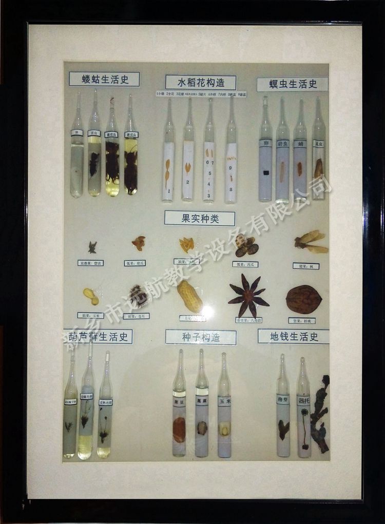 蝼蛄、种子类型_副本