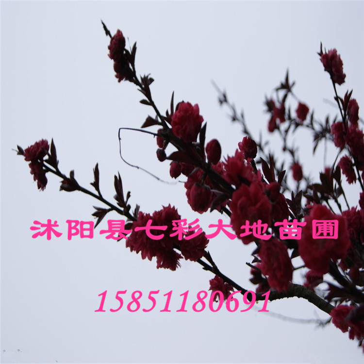 地价出售红梅花盆景腊梅盆景 红梅 当年开花 包
