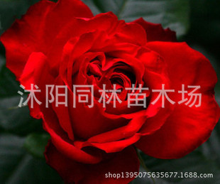 灌木-欧洲<em>月季</em>苗 灌木<em>月季 茶花女</em> 欧月苗 月季