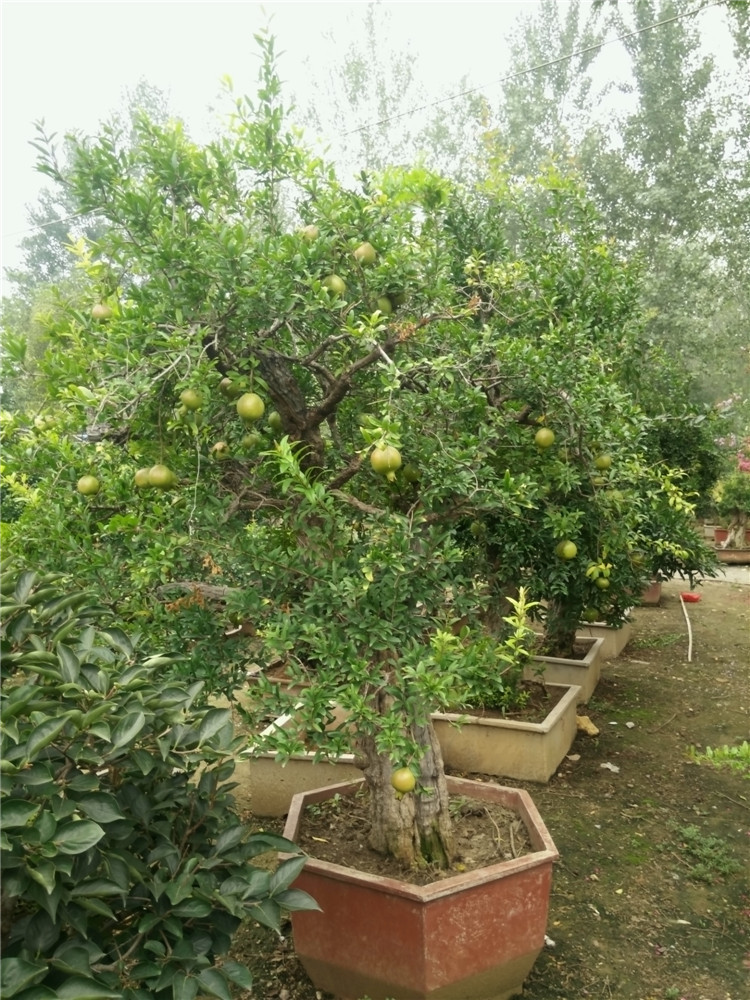 高档花卉 名贵石榴树种 挂果开花 寓意好