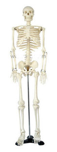 其他教学模型、器材-人体骨骼模型85CM KAD