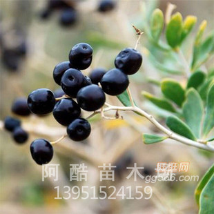 基地热销 盆栽植物/纯天然野生黑枸杞苗 野生枸杞苗 庭院植物