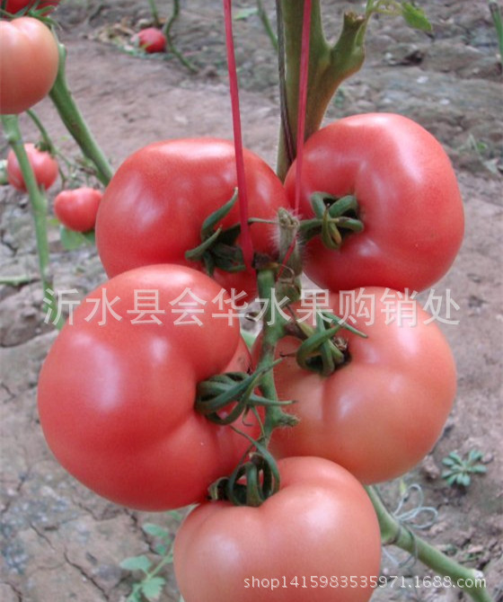 西红柿1