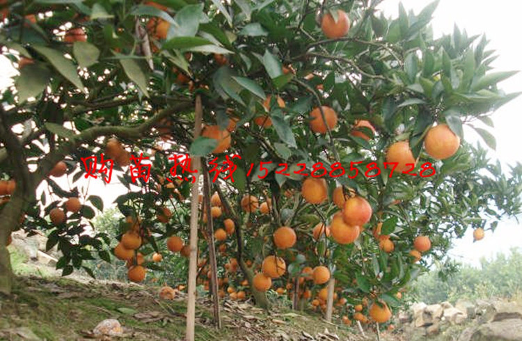 水果种子、种苗-可混批 正宗塔罗科血橙苗 红肉