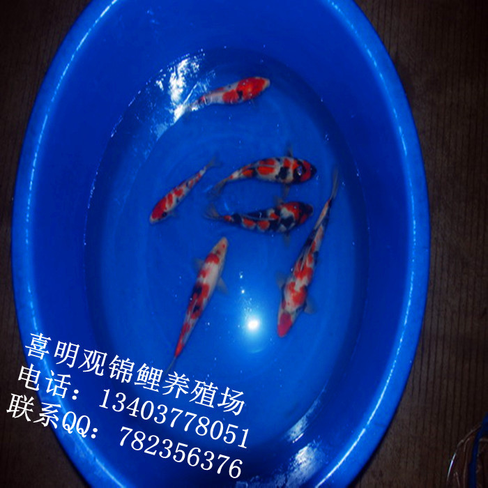 渔场锦鲤22
