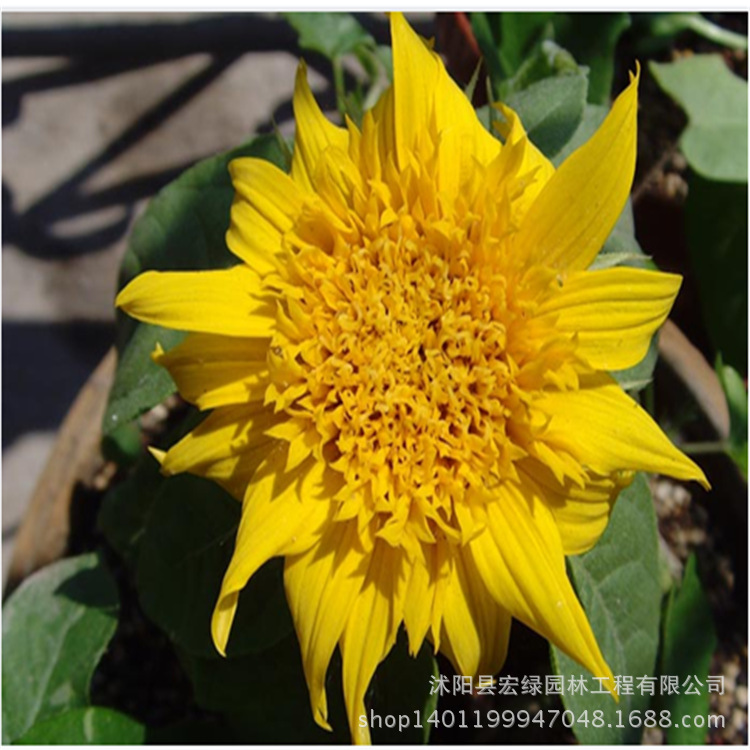 公司批发 花卉种子迷你向日葵种子 矮向日葵种子 发芽率高