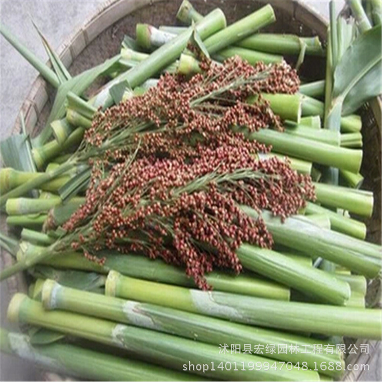 基地出售精选牧草种子 甜高粱种子 含糖量高 优质牧草 营养价值高