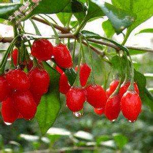 【出售枸杞苗】价格,厂家,图片,果树,广鑫苗木专