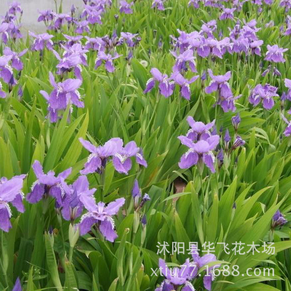 红花草 红花草苗 红花酢浆草 红花三叶草种芽 庭院绿化