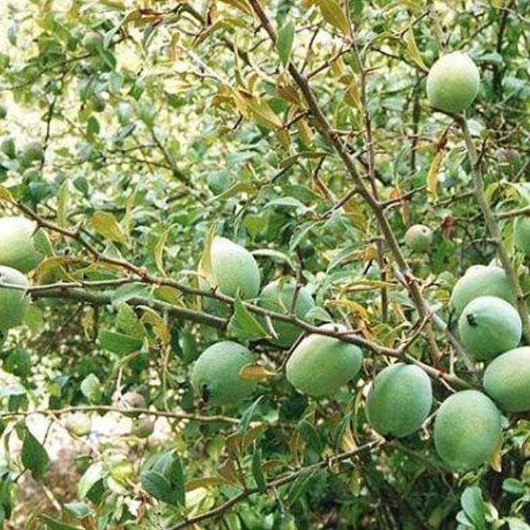 果树-基地特价大量批发:最新品种 果苗 南方水