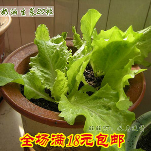 奶油生菜20粒 庭院种菜阳台盆栽绿叶即食蔬菜种子