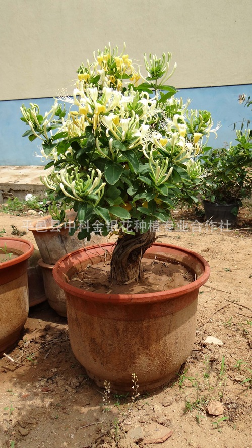 观根金银花盆景             别名:二花,二苞花,通灵草,忍冬,茶叶花