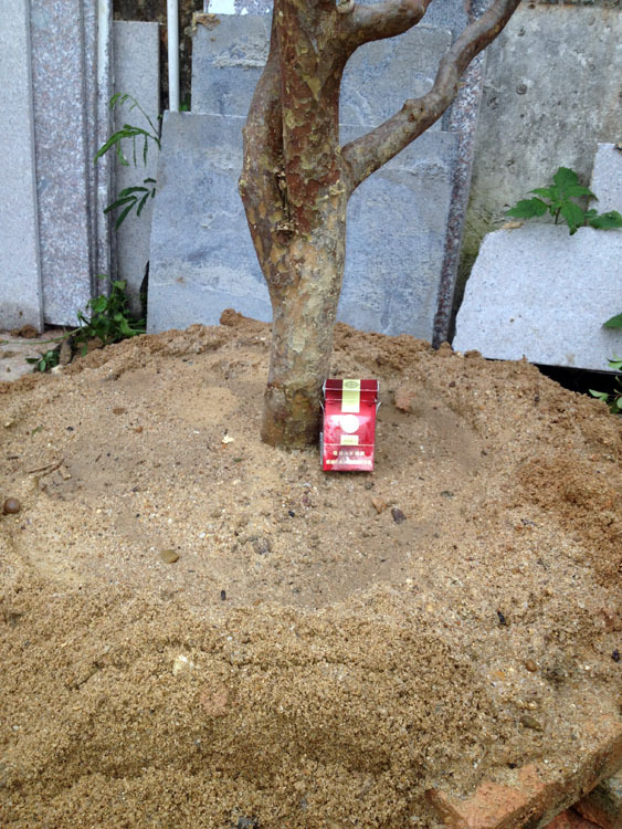 种苗、种子、种球-嘉宝果 树葡萄 庭院盆景 12