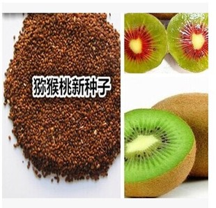 种子猕猴桃