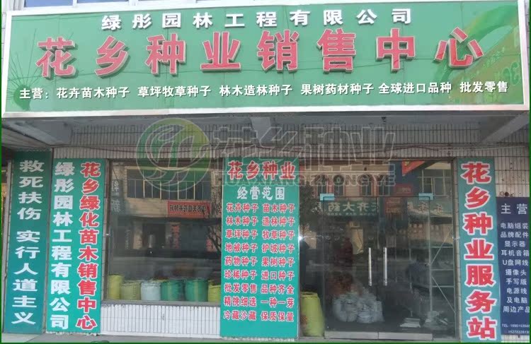 进口高丹草种子牧草种子甜高粱草籽高丹草种子实体店销售