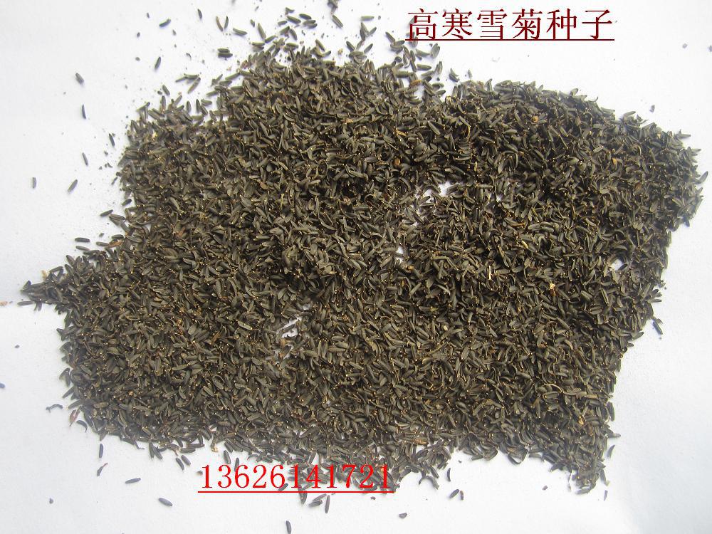 供应进口草花种子:雪菊种子,雪菊,蛇目菊种子