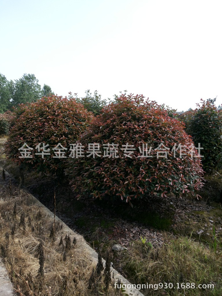 供应各种规格红叶石楠�? height=