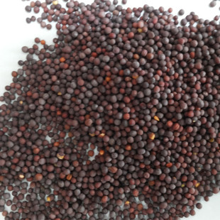 菜籽榨油