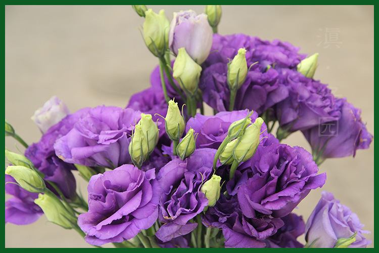 园-洋桔梗鲜切花 婚礼用花*鲜花店用花 昆明鲜花 颜 色 紫色