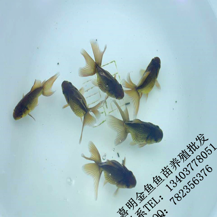 紫泰狮金鱼鱼苗2