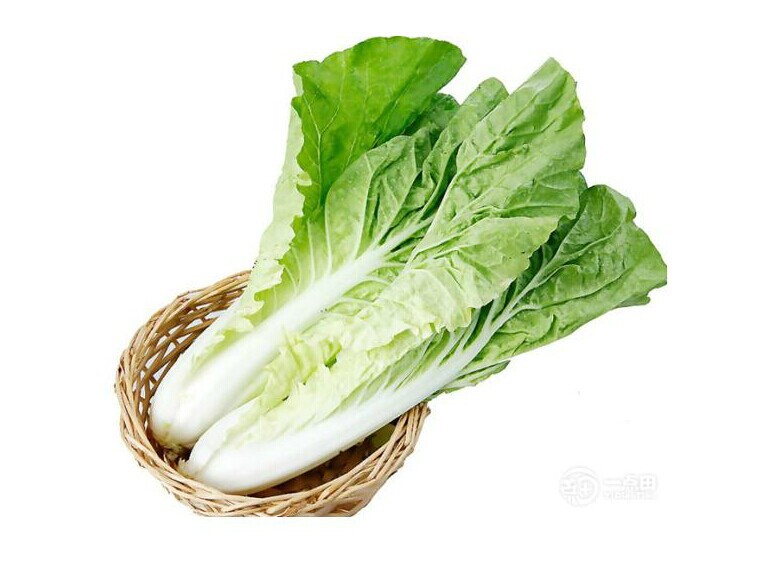 蔬菜种子 金品速生快菜 一代杂交叶用小白菜 生长速度极快 10g/包