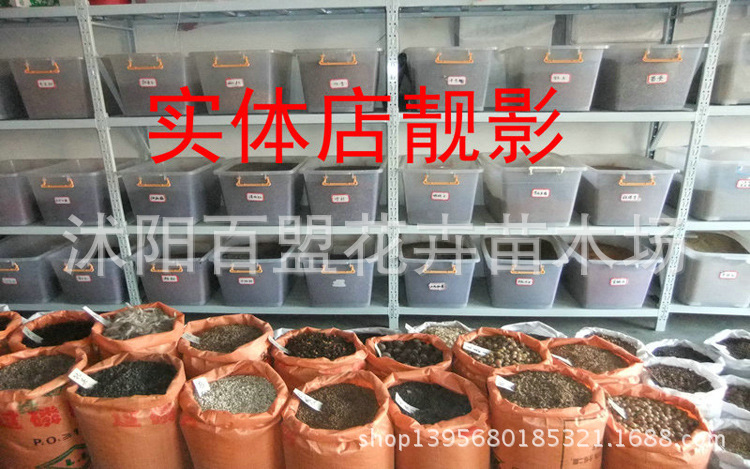 种子.jpg2