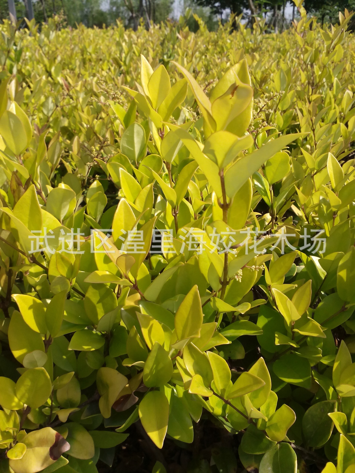 灌木-长期优惠供应绿化苗木 金森<em>女贞</em>-灌木尽在