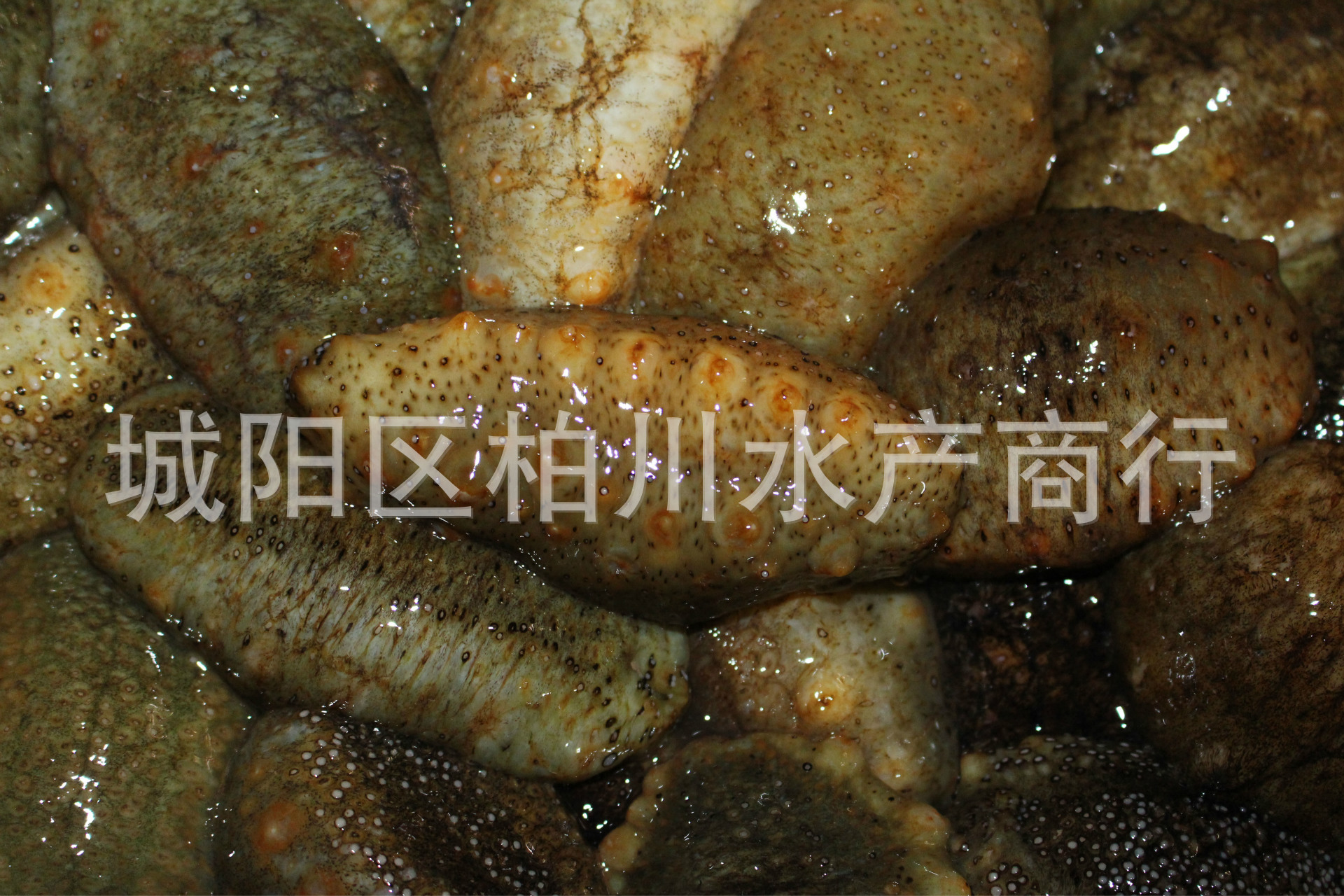 其他鲜活水产品-供应青岛当地野生鲜活海参、