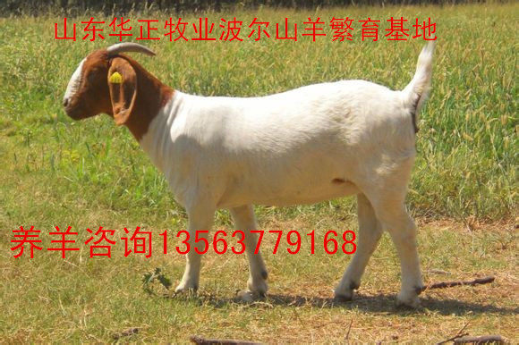 学习波尔山羊养殖技术,30多斤波尔山羊的养殖