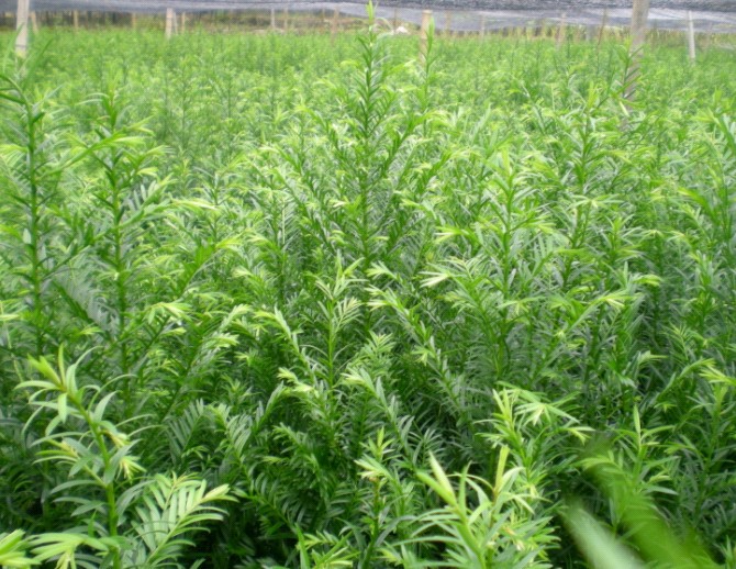 批发采购盆景-福建漳州马口红豆杉批发采购-盆