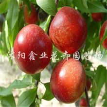 找相似款-批发矮化樱桃苗 广东哪里有卖矮化樱