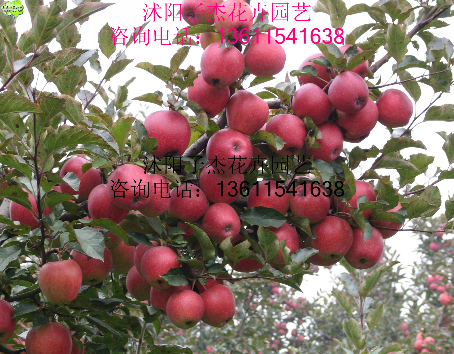 批发果树红蛇果苹果/嫁接苹果树苗抗寒耐旱