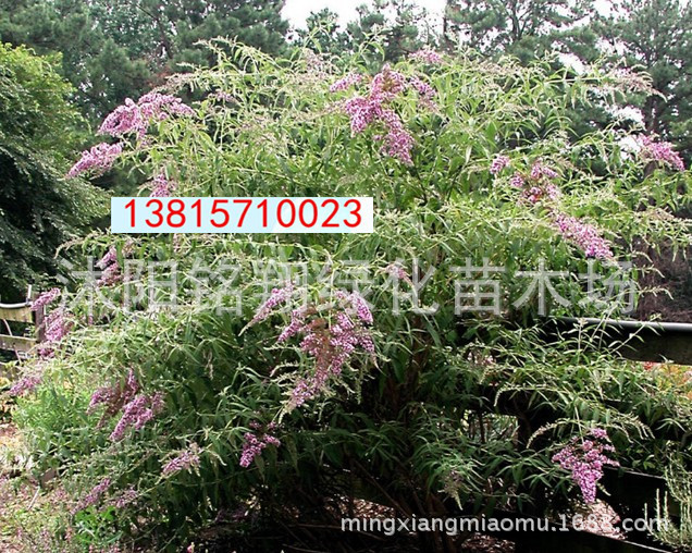供应地被植物-醉鱼草名痒见消,鱼尾草