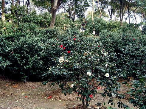 品种名称:茶花 园林用途:花境,花坛,地被,灌丛,绿篱等   &