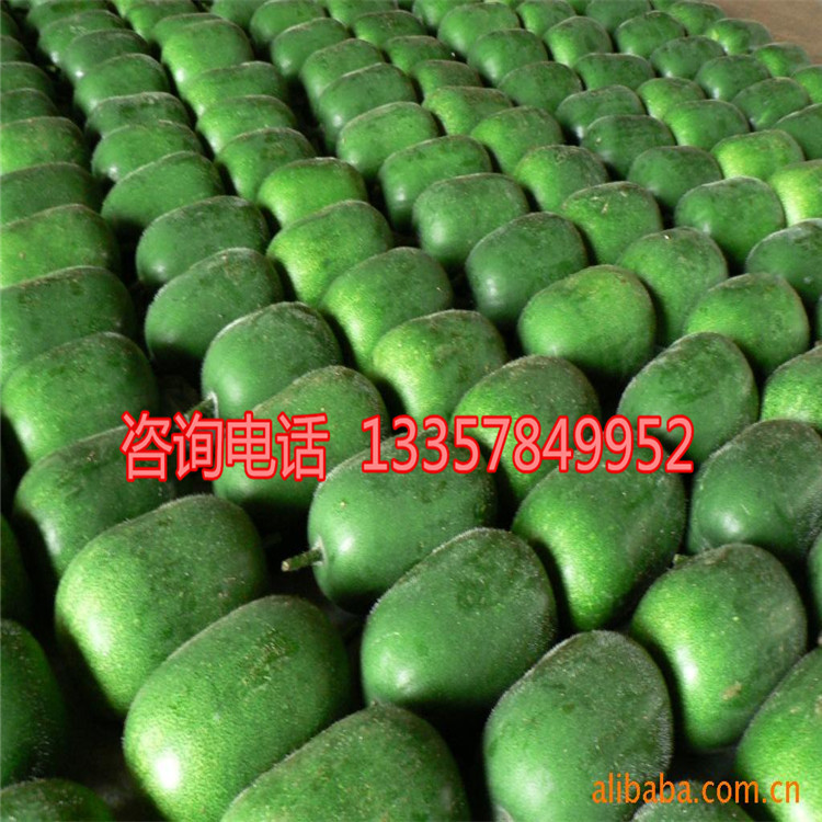 供应大冬瓜,青皮冬瓜种子生长快速 优质高产 量大从优 欢迎购买