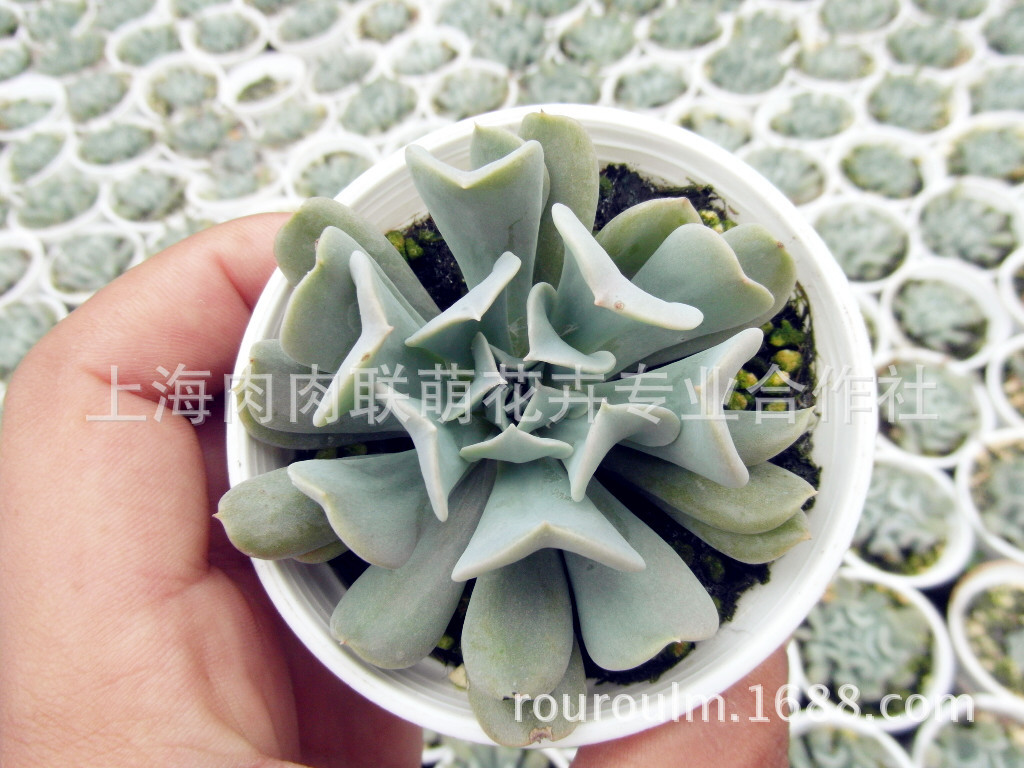 多肉植物批发 特玉莲 景天科易养护多肉盆栽浦东多肉基地直销 花卉 微商圈