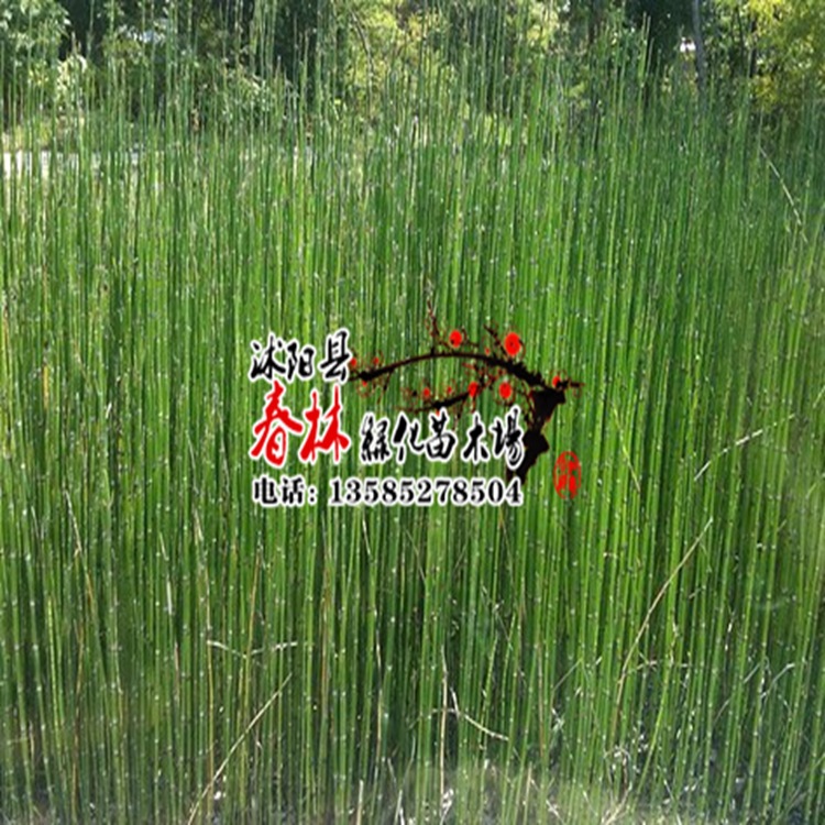 供应水生植物 原叶节节草 土麻黄 草麻黄 木贼草