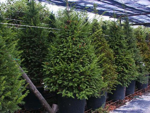 批发采购盆景-福建漳州马口红豆杉批发采购-盆