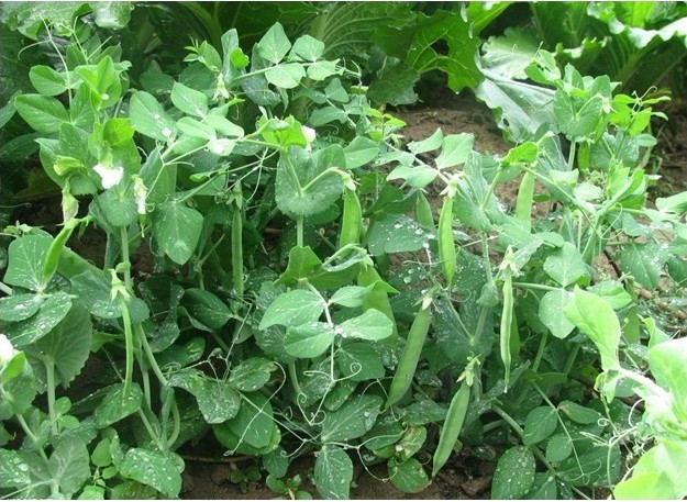 蔬菜种子 甜豌豆种子 小豌豆 豆荚 嫩茎卷须均可食用 一级良种