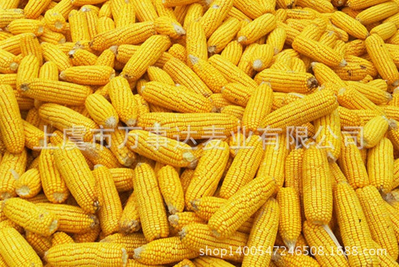 食品級(jí) 優(yōu)質(zhì) 純 玉米粉 廠家直銷